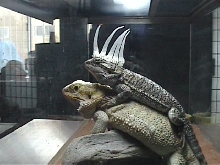 Horned bearded dragon
