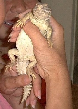 Our Uromastyx