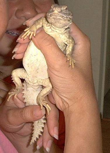 Our Uromastyx