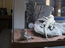 Skipper and Gilligan