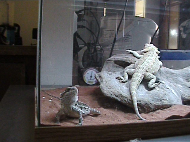 Skipper and Gilligan