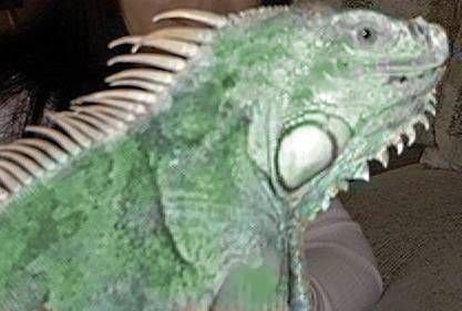 Godzilla closeup