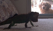 Godzilla and Rusty