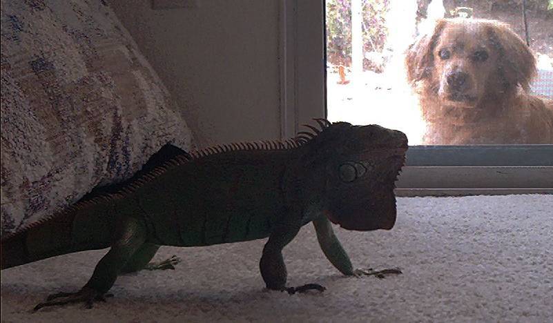 Godzilla and Rusty