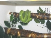wamena_type