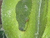 wamena type