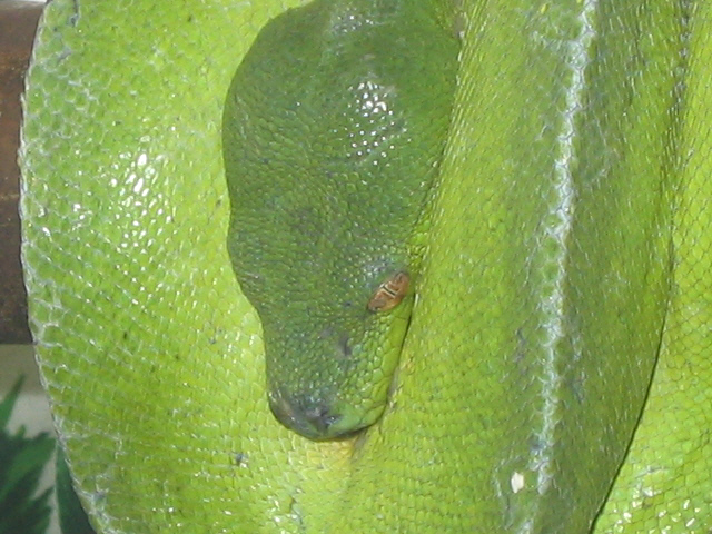 wamena type
