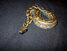 baby red blood