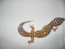 Giant female het for albino