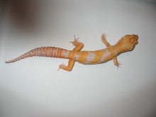 Giant Carrot Head Albino