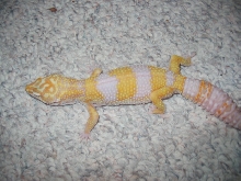 Giant Carrot Head albino female