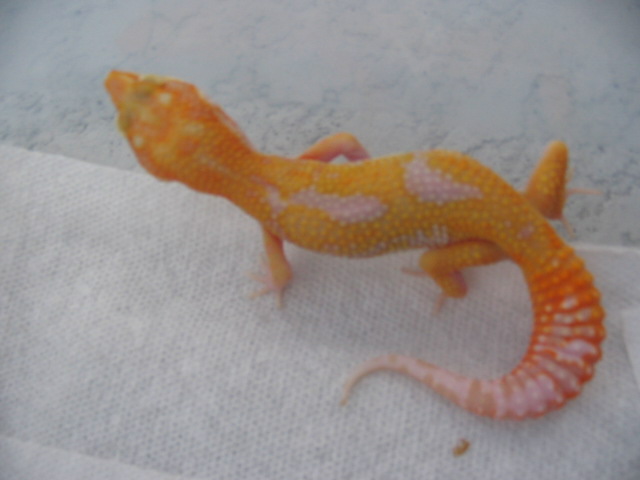 Giant Hybino