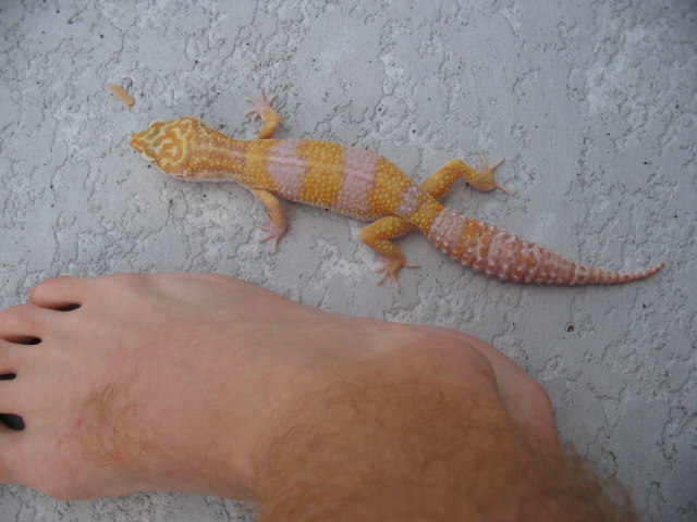 Giant Albino