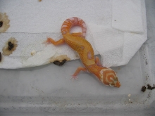 Giant Hybino