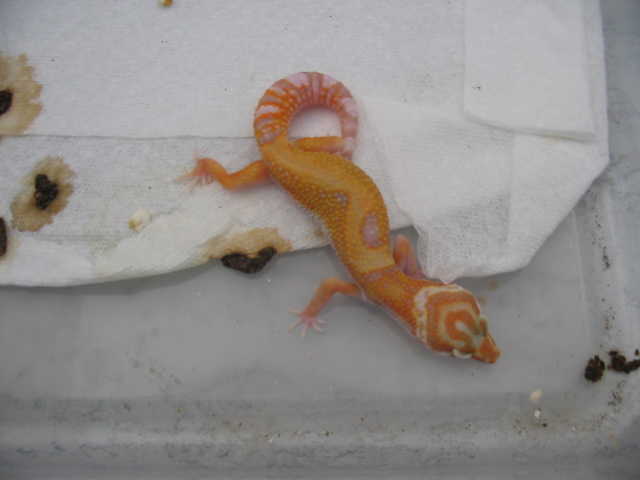 Giant Hybino
