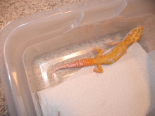 Giant Hybino