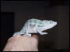 sub-adult male ambanja