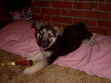 Pepper
