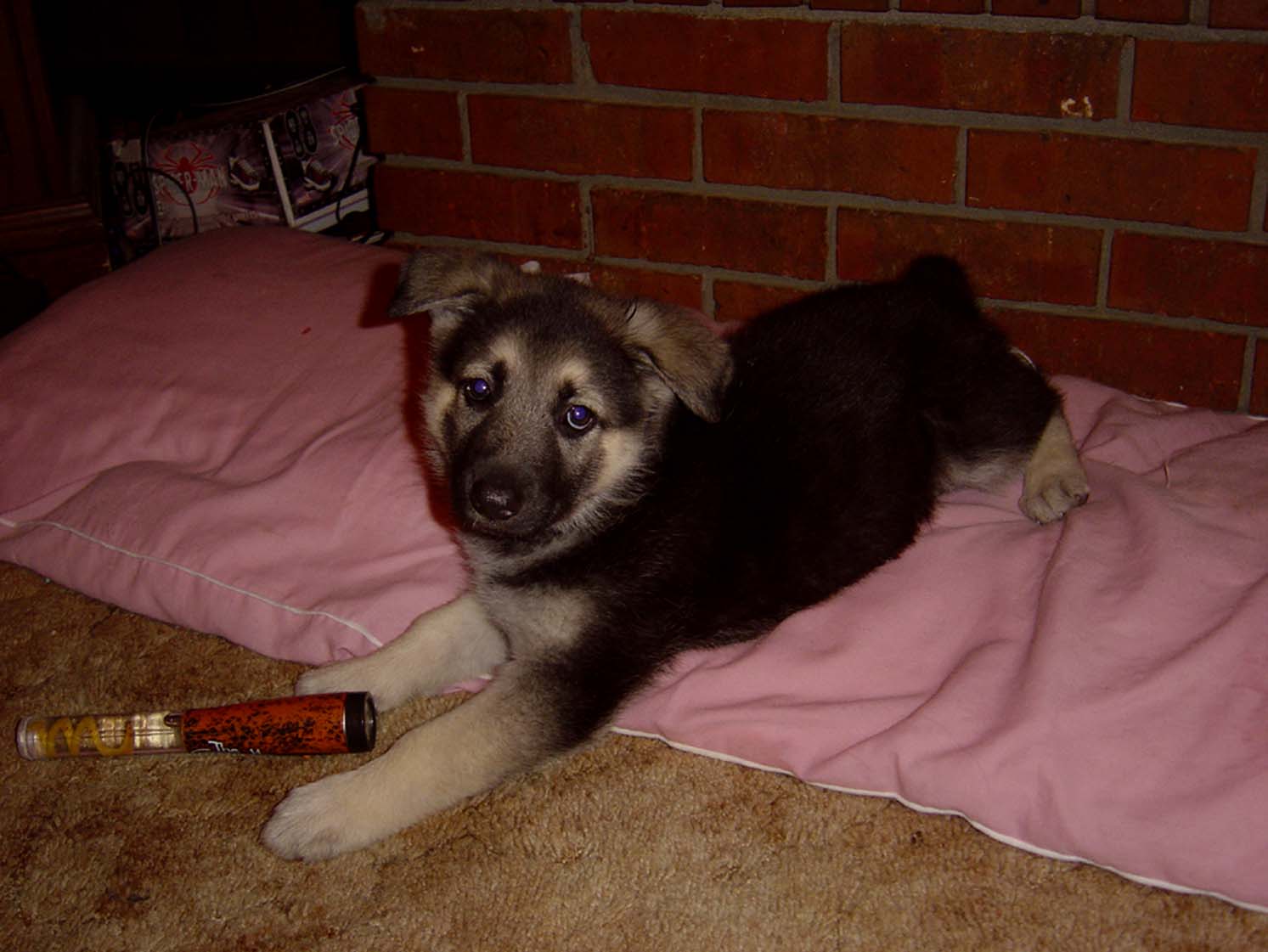Pepper