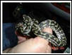 Jaws, my coastal carpet python