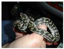 Jaws, my coastal carpet python