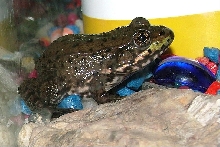 Possible Mink Frog