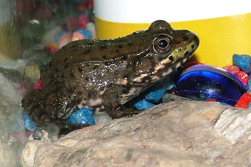 Possible Mink Frog