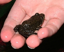 Possible Mink 2