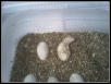 Hatching Beardie