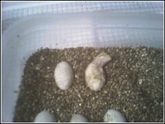 Hatching Beardie