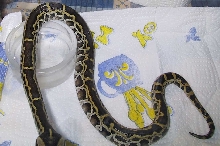 My hatchling molurus_1