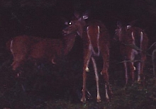 2004 fawns