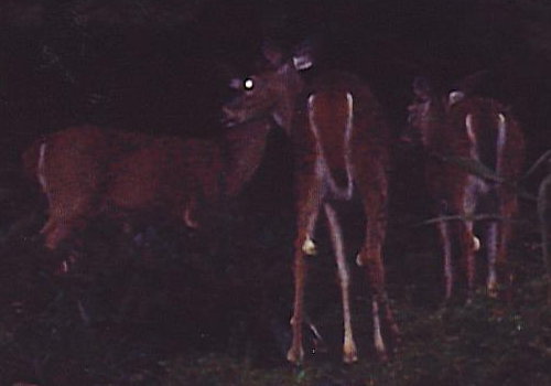 2004 fawns