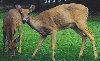 Honey with 2003 fawn Spot