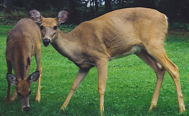 Honey with 2003 fawn Spot