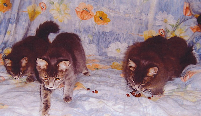 All my kitties