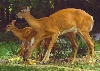 5 deer