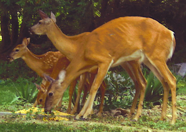 5 deer