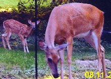 Honey with 2004 fawn morgan