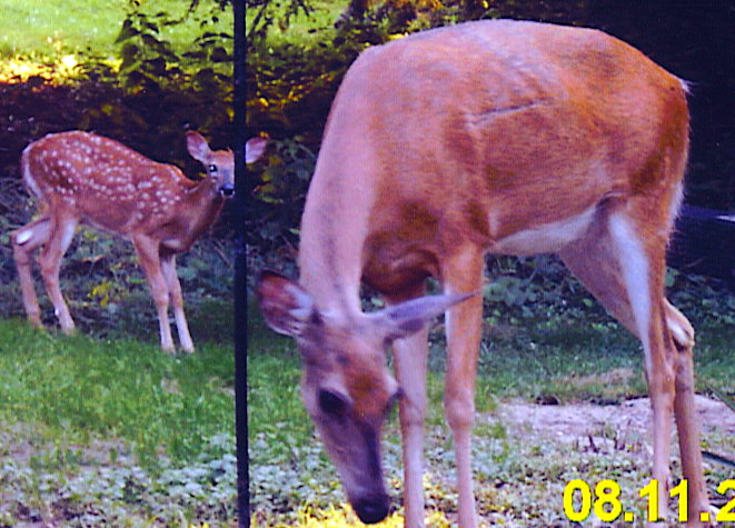 Honey with 2004 fawn morgan