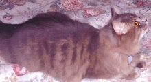 Misty