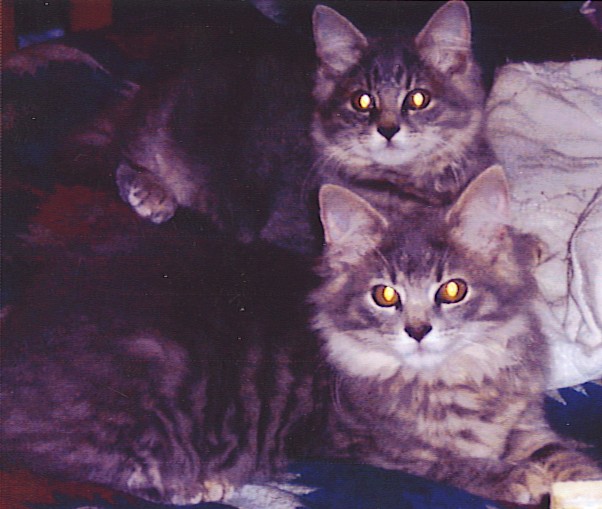 Smokey and Cheyenne