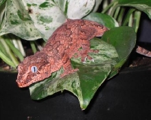 Big Red