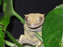 Deliah...My Harlequin Crested