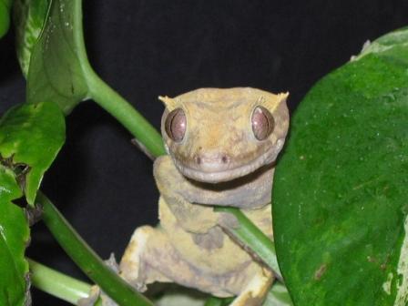 Deliah...My Harlequin Crested