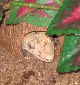 Favorite sleeping spot