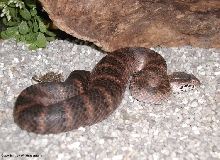 Acanthophis laevis