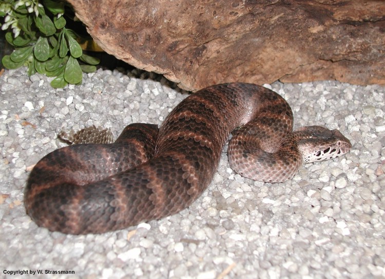 Acanthophis laevis