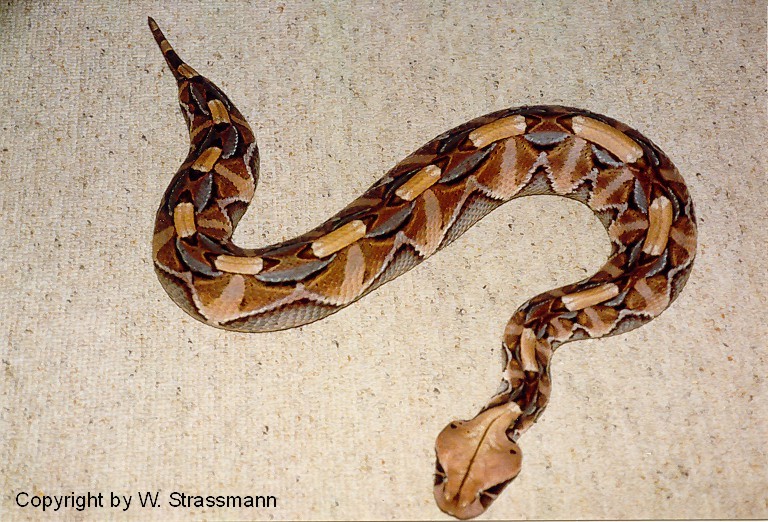 Bitis gabonica gabonica