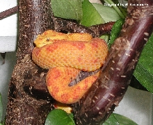 Bothriechis schlegelii